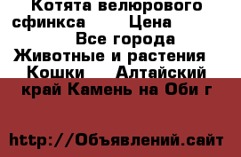 Котята велюрового сфинкса. .. › Цена ­ 15 000 - Все города Животные и растения » Кошки   . Алтайский край,Камень-на-Оби г.